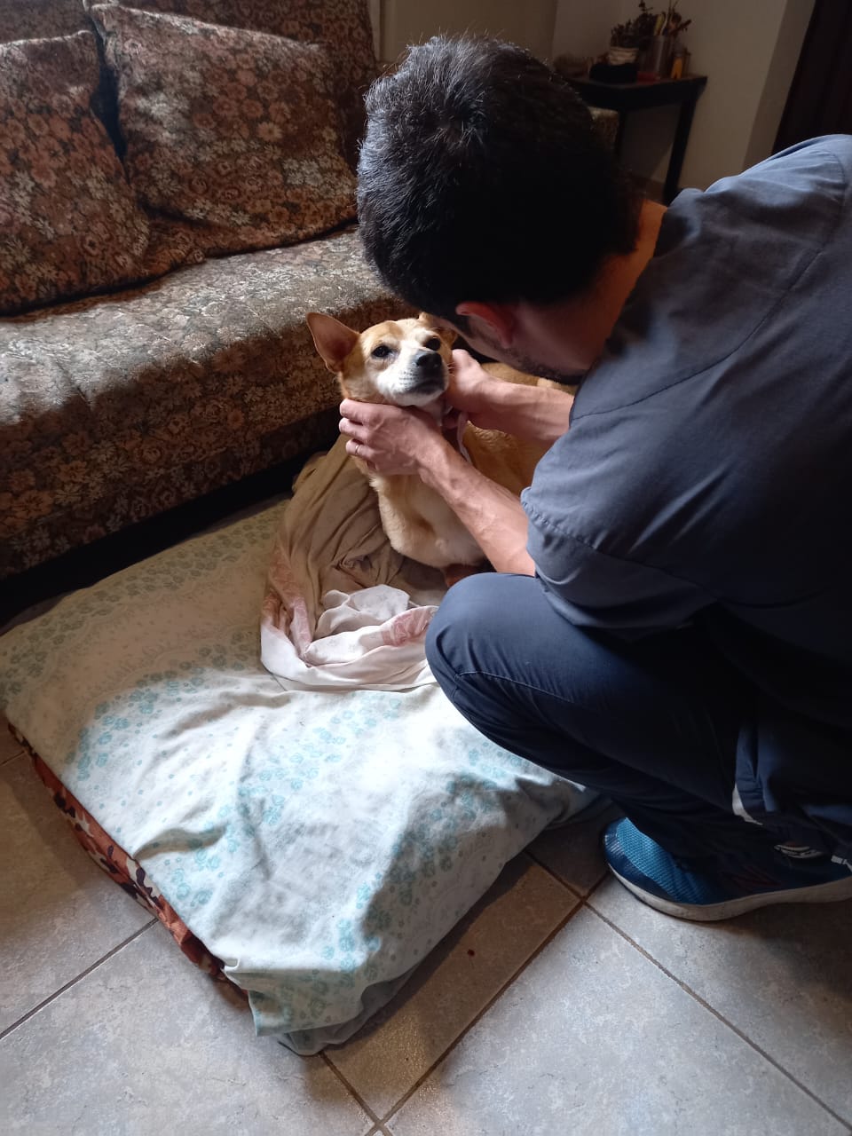 Veterinario atendiendo a un chihuahua en casa
