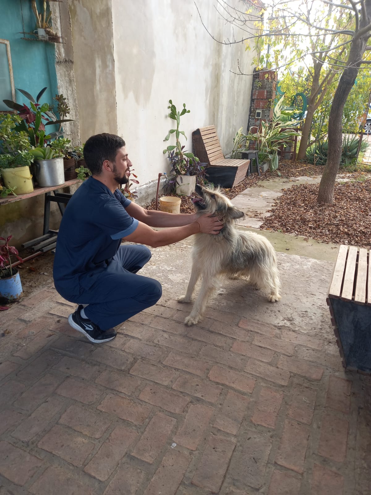 Veterinario con perro en patio de casa