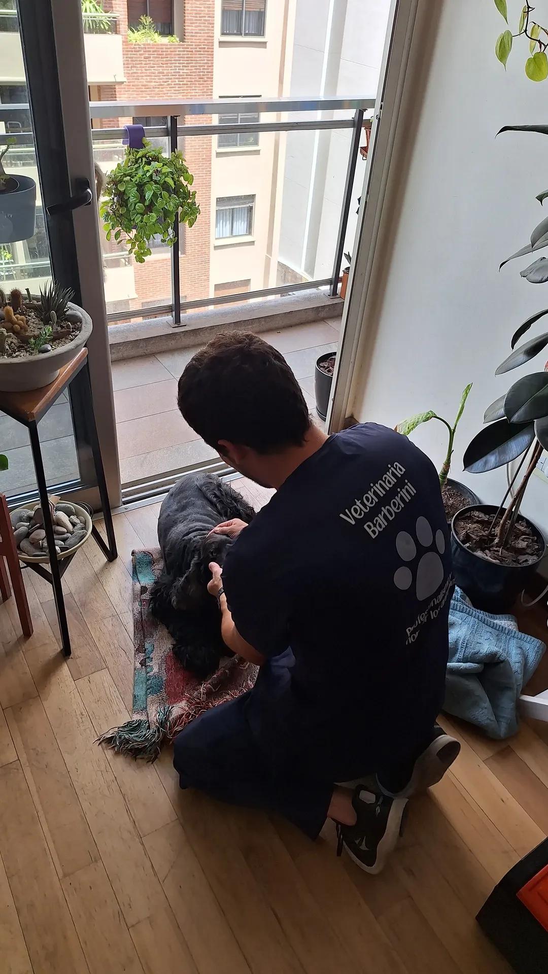 Veterinario atendiendo spaniel en apartamento